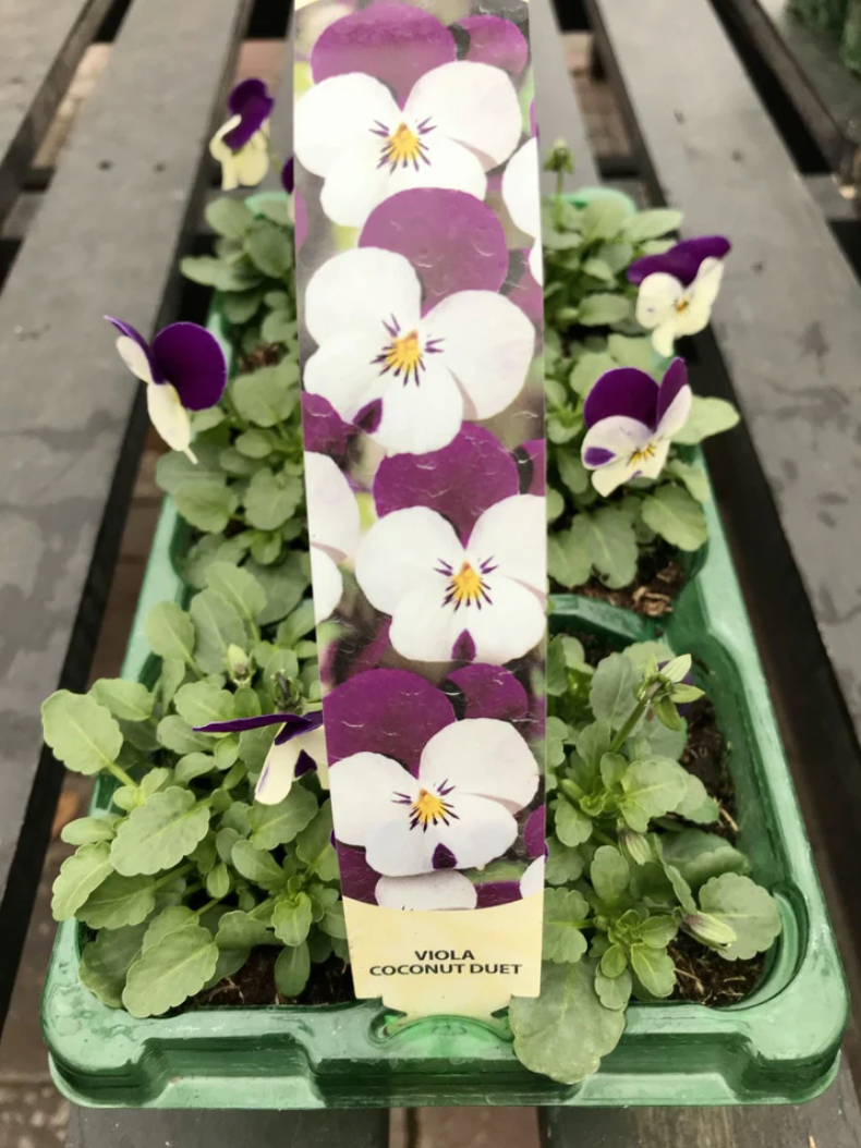 Violas, Purple and white 6 pack