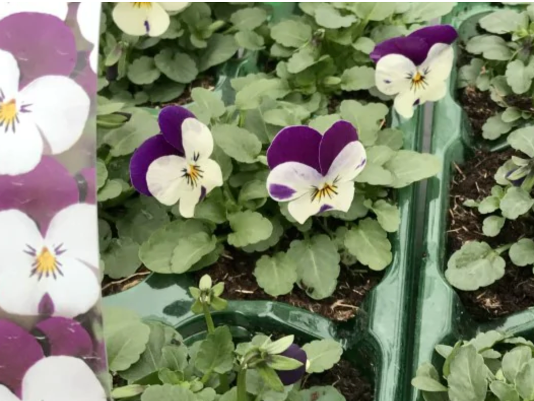 Violas, Purple and white 6 pack