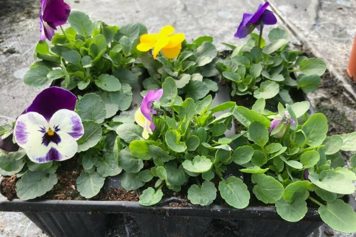 Violas, Mixed 6 Pack