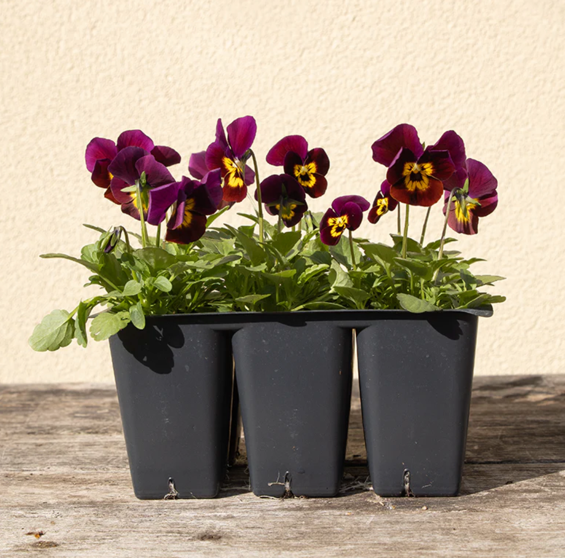 Violas, Violet 6 Pack – Victoria Flower Gardens