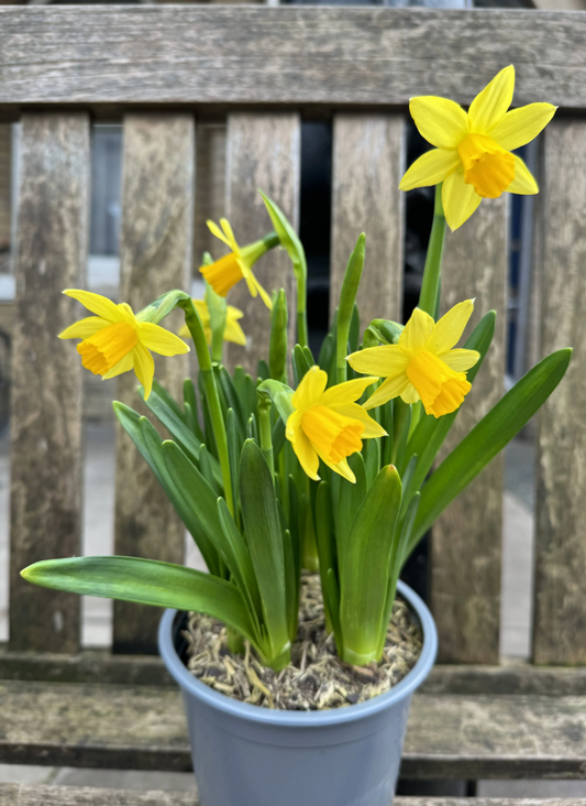 Daffodils, pot small