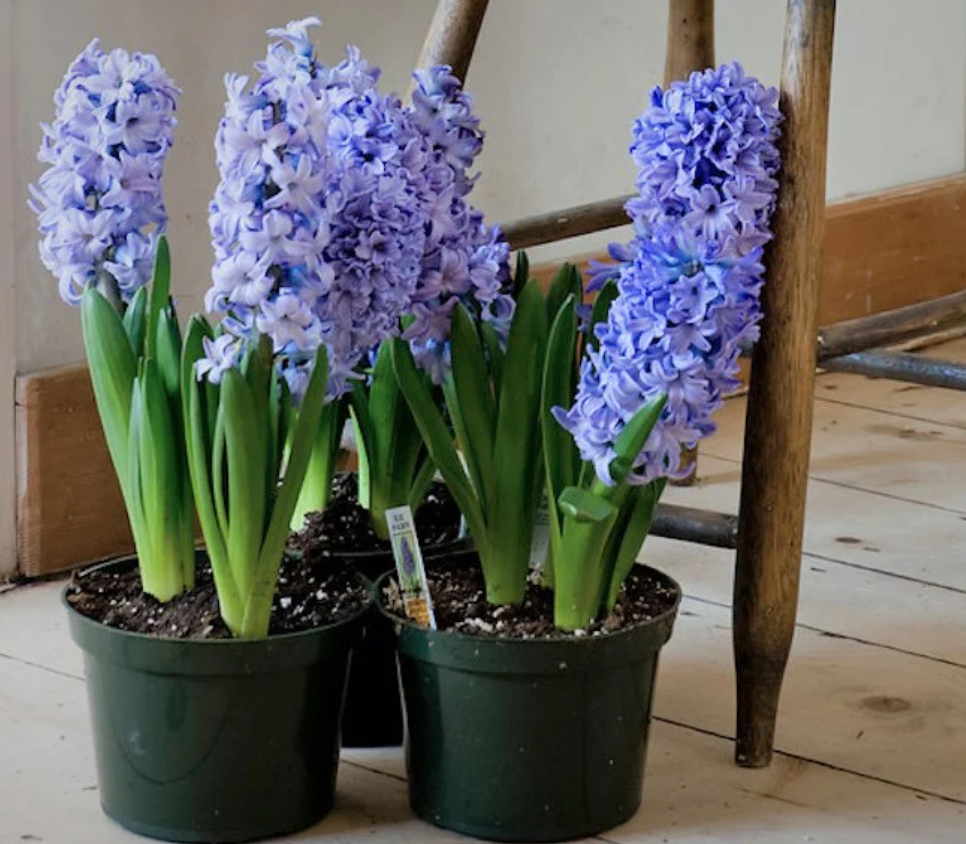 Hyacinth, potted bulbs