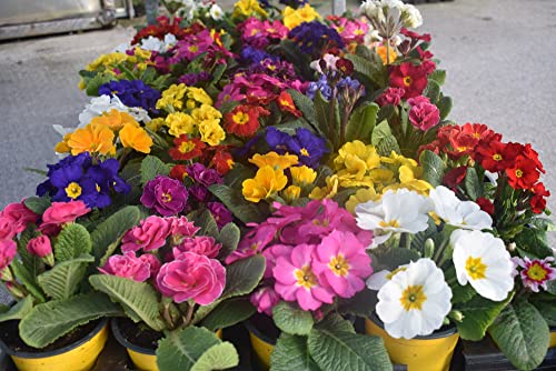 Primulas, Mixed 4" Pot